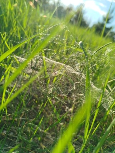 A close-up shot of a grassy field in Заречье, Russia reveals blades of green grass interspersed with a dense spiderweb. The web is suspended low to the ground, connecting several of the grass blades. Sunlight illuminates the scene, creating a bright, slightly overexposed effect. The sky is visible in the upper portion of the image, showing a hint of blue. The focus is sharpest on the grass and web in the foreground, with the background appearing blurred.