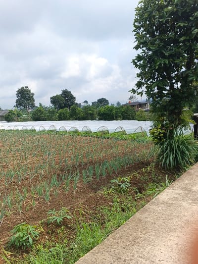 A cultivated field displays neat rows of young scallions against rich brown soil. In the background, a series of white, arched structures presumably cover other crops. Scattered trees and a building with a red roof dot the horizon under a cloudy sky. A tall tree with dark green leaves anchors the right side, accompanied by grassy foliage. A concrete ledge runs along the bottom of the image.