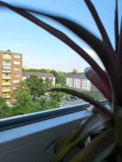 A slightly blurry image shows a view from a window, looking out at an urban residential area in Münster, Germany. In the foreground, the dark, reddish-purple leaves of a houseplant are out of focus, obscuring the lower right quadrant of the frame. The middle ground reveals several multi-story apartment buildings interspersed with lush green trees. The buildings vary in color and architectural style, with one prominent brick building on the left featuring yellow accents and balconies. The buildings appear to be residential, with visible windows. A street runs between the buildings, with a few cars parked along its edge and one white car driving away from the camera. The sky above is a clear, bright blue with a few wispy white clouds. The overall impression is that of a sunny day in a German city.