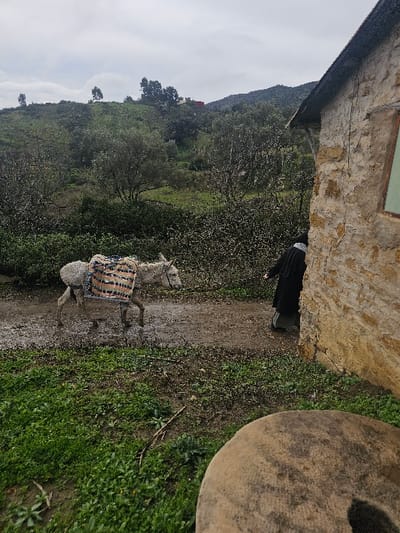 A rural scene in Moqrisset, Morocco, unfolds under an overcast sky. A light-colored donkey, laden with a striped black, white, and brown patterned blanket on its back, walks from left to right along a muddy, unpaved track in the midground. To the immediate right, a person is partially visible, emerging from behind a rustic stone building constructed of irregular tan blocks. The individual wears a dark outer garment over a lighter green one, with their right arm slightly extended. A window with a light green frame is visible on the stone building, which has a dark, possibly thatched, roofline. The foreground contains green ground cover and a large, round, mottled light brown stone object. In the background, rolling green hills are densely covered with trees and vegetation, including taller eucalyptus-like trees. On a distant hilltop, several small structures with red roofs are discernable.
