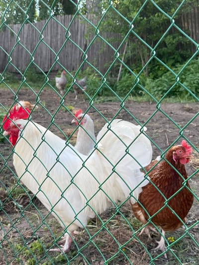 The image shows a group of chickens behind a green wire mesh fence, suggesting an animal enclosure or coop in a rural or semi-rural outdoor setting. The photograph is taken from outside the fence, looking into the enclosure.
In the foreground, a vibrant green chain-link fence is prominently featured, creating a diamond-shaped pattern that partially obscures the view of the chickens and the background.
The main subjects are several chickens of different breeds and colors. Two large white chickens, likely roosters due to their prominent red combs and wattles, dominate the center and lower right of the frame. One of them has its head lowered, possibly pecking at the ground, while the other's head is slightly raised. To their right and slightly above, a brown hen with a smaller red comb looks towards the viewer. Further in the background, several other chickens of lighter colors (possibly white or grey) are visible, less distinctly, among sparse vegetation.
The ground inside the enclosure appears to be a mix of dirt and dry grass. In the deeper background, there are green bushes and what looks like a wooden fence or structure, indicating a natural, somewhat rustic environment. The lighting suggests it is daytime, possibly late afternoon, with soft, natural light illuminating the scene. No specific weather conditions are evident. There is no visible text in the image. The scene is set in Новая Тура, Russia.