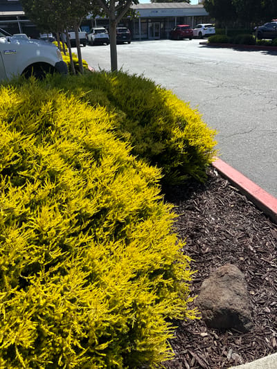 The image captures an outdoor scene featuring a bright yellow bush in the foreground, taking up the majority of the frame. Behind the bush, a cracked asphalt surface is visible, suggesting a parking lot or roadway. A red-edged border separates the bush and asphalt from a dark mulch bed. A single, large, grey rock sits within the mulch.
In the background, several cars are parked and lined up, indicating a commercial or business area. A white van with "FORD" visible on the side is partially visible on the left side of the frame, in front of the yellow bush. Further back, a building with large windows is present, with a sign that reads "PCX PRINT COPY EXPRESS". Trees with dark green foliage are also visible along the side of the building and next to the parked cars.
The lighting suggests it is daytime, with sunlight casting shadows on the ground. The weather appears to be clear and sunny. The scene is likely located in San Mateo, United States of America, as indicated by the provided location context. There are no people visible in the image. The overall impression is of a well-maintained, sunlit exterior of a business establishment.