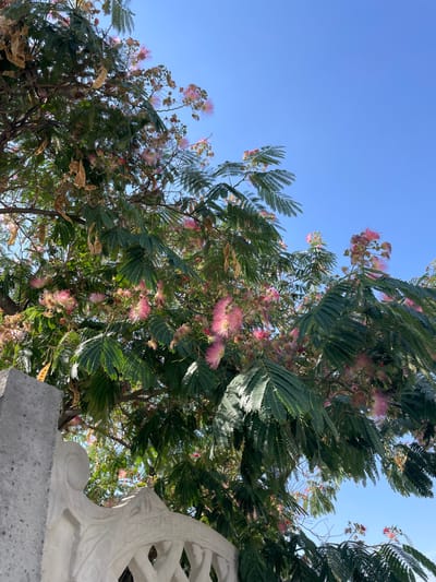 A tree with delicate pink flowers and feathery green leaves is seen against a clear blue sky. Part of a white stone fence or structure is visible in the foreground. The scene appears to be outdoors, possibly in a park or garden, within the city of Batken, Kyrgyzstan.