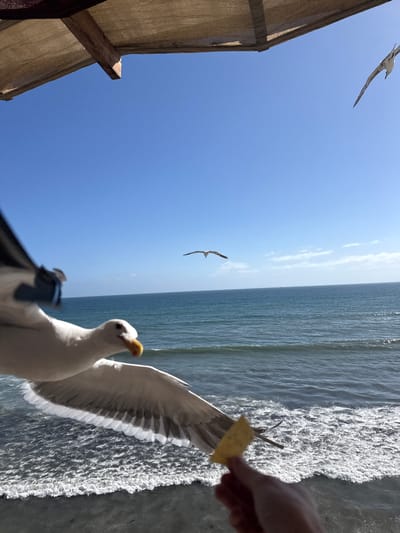 A close-up, eye-level shot captures a seagull in mid-flight, its wings outstretched, as it approaches a hand holding a tortilla chip. The seagull's beak is open, and its gaze is directed at the chip. The background features a wide expanse of blue sky above a tranquil, deep blue ocean with small waves. In the distance, another seagull is visible in the sky. The scene is likely set in Puerto Nuevo, Mexico, a coastal town known for its seafood restaurants. The foreground includes a portion of a wooden structure, possibly part of a restaurant's awning or patio. The lighting suggests a sunny day with clear visibility.