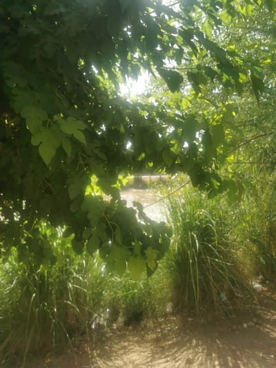 A low-angle, outdoor, full shot captures a sun-dappled scene with dense foliage in the foreground and a body of water in the background. The leaves, a vibrant green, are illuminated by sunlight, creating bright highlights. The ground in the foreground is sandy and uneven, with shadows cast by the overhead branches. To the right, tall, green grass grows abundantly. In the distance, the water appears murky and reflective, with hints of a path or embankment visible along its edge. The overall impression is one of a natural, somewhat untamed environment.