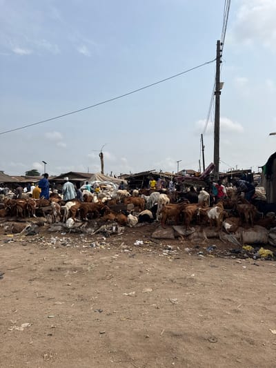 This image depicts an outdoor livestock market in Ogere, Nigeria. The scene is dominated by a large herd of approximately 100-150 goats, exhibiting various coat colors including brown, white, black, and spotted patterns, densely packed across the midground. Many goats are standing, while others are resting on the reddish-brown dirt ground or on large, dark sacks interspersed throughout the area.
Multiple individuals, estimated at 20-30, are visible throughout the market. They are dressed in casual attire, some wearing traditional robes, and are scattered among the livestock and market structures. Actions include standing, observing, and seemingly interacting with the animals, such as a person on the far right bending towards a goat.
The ground is a mix of bare reddish-brown dirt and significant amounts of scattered refuse, including plastic bags, paper, and other debris. In the background, numerous low-rise, makeshift market stalls with corrugated metal or tarp roofs line the perimeter. A tall, dark utility pole supporting multiple overhead power lines stands prominently on the right side of the frame, with another pole visible further back. A solar street lamp is present on the left, and a bare, pruned tree trunk is centrally located in the mid-background. The sky is light blue with sparse white clouds, indicating daytime conditions.