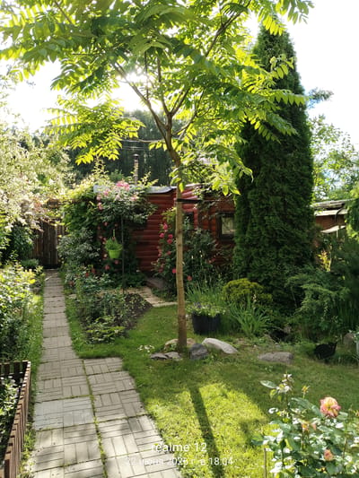 The image depicts a lush, green garden scene bathed in sunlight, suggesting a warm, possibly summer day. The setting appears to be a backyard or a section of a dacha (a Russian country house), indicated by the presence of a red wooden building, a garden path made of pavers, and abundant vegetation.
In the foreground, a paved pathway curves to the left, bordered by a wooden fence and various plants. A young tree with vibrant green leaves stands centrally in the path's vicinity, casting a shadow. To the right of the path, a dense array of greenery, including rose bushes with pink blooms and tall, dark green foliage, thrives. A black cat is visible on the grass to the right, partially obscured by plants. Further back, the red wooden building, possibly a shed or small house, is covered in climbing roses. A tall, slender evergreen tree stands prominently to the right of the building.
The sunlight filters through the leaves of the trees, creating a bright, dappled effect on the scene. The overall mood is serene and idyllic, conveying a sense of peaceful enjoyment of nature.
The image contains the following visible text: "realme 12" and "22 июня 2023 г. 18:04". These likely represent the phone model used to take the photo and the date and time it was captured. The location context provided states "Авиатор Снт, Russia," which further places the scene in a Russian garden context.