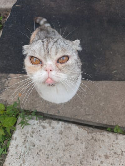 An upward-angle, full-body shot captures a Scottish Fold cat with light gray and white fur and distinctive folded ears. Its large, amber eyes are looking directly at the camera, and its pink tongue is slightly sticking out. The cat is positioned on a textured, dark gray surface, possibly asphalt, with a concrete slab visible in the foreground. Green foliage grows to the left of the cat, near the edge of the concrete. The background is out of focus, suggesting an outdoor environment. The scene appears to be located in Kalachevo, Russia, given the context.