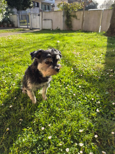 A medium-sized, black and tan dog stands on green grass with white clover flowers in a yard, appearing to look towards the upper-right corner of the image. Behind the dog, a building with white walls and gray trim is visible. The location is identified as San Donà di Piave, Italy.