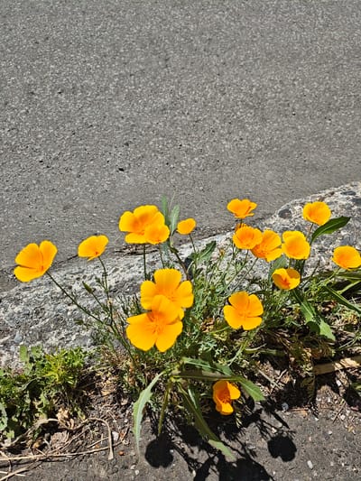 The image shows a cluster of orange California poppies growing on the edge of a paved surface, possibly a road or sidewalk. The poppies are in various stages of bloom, with some fully open and others still budding. The ground around the flowers is a mix of soil, small stones, and dry vegetation. A textured gray asphalt surface occupies the upper portion of the image. The lighting suggests it is daytime, with shadows cast by the flowers indicating sunlight from the right. There are no people or animals visible in the image. The scene appears to be an urban or suburban environment, with the asphalt and the way the flowers are growing at the edge of it suggesting a roadside or a gap in pavement. The presence of California poppies suggests a temperate climate.