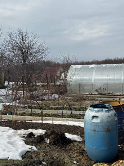 The image shows a rural scene in Probuzhdenie, Russia. A blue plastic barrel sits in the foreground, surrounded by dead grass and patches of snow. In the background is a greenhouse covered in plastic, behind which is a house with a red roof, partially obscured by bare trees. The sky is overcast.