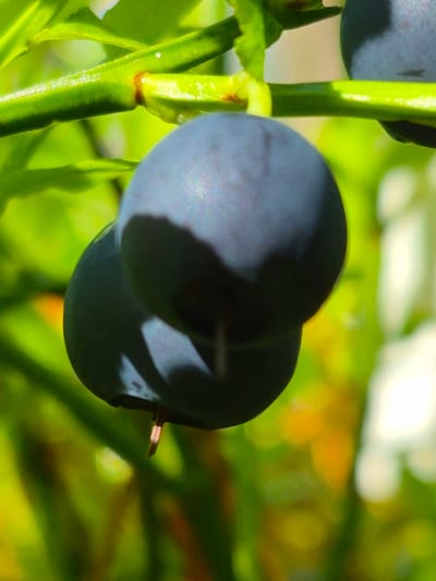 This is a close-up, macro photograph of two dark purple berries, likely blueberries, attached to a green stem. The berries are plump and smooth, with a matte finish that shows subtle highlights from the sunlight. The stem is thick and has a segmented appearance, with smaller, lighter green leaves visible in the background. The background is softly blurred, with a bokeh effect of greens and yellows, suggesting a natural outdoor environment. The focus is sharp on the berries and the stem, drawing the viewer's attention to the texture and form of the fruit. There are no people or man-made objects visible in the image. The lighting indicates it is daytime, with sunlight filtering through foliage. The location in the city of Hargla, Estonia, is not discernible from the visual information presented in the image.