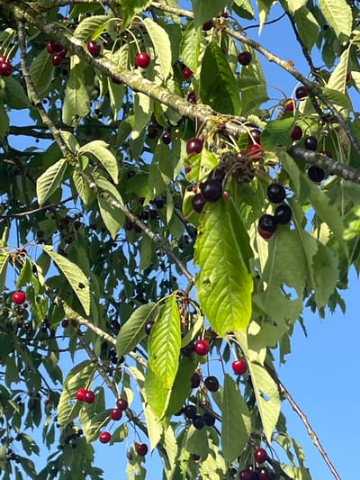The media file is a close-up shot of a cherry tree branch laden with ripe cherries, set against a clear blue sky. The image captures a cluster of dark red and black cherries, some still attached to their stems, nestled among vibrant green leaves. The sunlight, likely from late afternoon or early morning, highlights the glossy surface of the fruits and casts shadows on the foliage, creating a sense of depth and natural beauty. The leaves exhibit various stages of ripeness, with some appearing slightly tattered, suggesting natural wear or the effects of the season. The tree branches are a rough, textured brown, providing a strong contrast to the soft curves of the cherries and leaves. The scene evokes a feeling of abundance and the natural bounty of the summer harvest in a rural setting, possibly a garden or orchard. No people are visible, and there is no discernible text within the image. The location context provided suggests the scene is in Momberg, Germany.