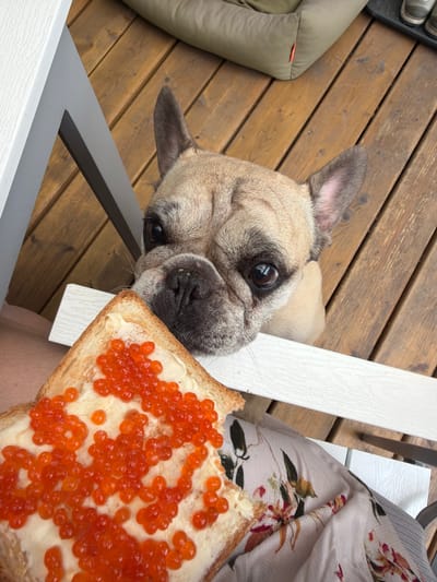 A fawn-colored French Bulldog stares intensely at a piece of toast topped with butter and red caviar. The toast is held near the dog. The dog is sitting on a chair on a wooden deck. A beige dog bed is visible to the left. A floral-patterned dress or tablecloth is also visible. The location is unknown, but it is suggested to be in the city of Tarasovka, Russia. There are no people visible in the image.