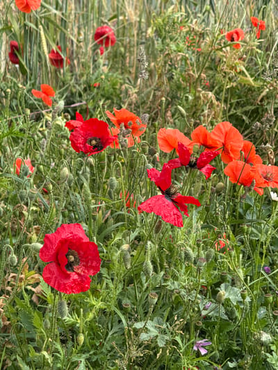 The image displays a close-up, eye-level perspective of a dense field of red and orange poppies (Papaver rhoeas) and assorted wild vegetation, located in Octeville-sur-Mer, France. Numerous poppies are in various stages of development; several are fully bloomed, presenting crinkled, vibrant red and orange petals with prominent dark central stamens. Others appear as closed, hairy buds or as mature, green, spiky seed pods. The poppies are interspersed with a variety of green herbaceous plants, characterized by textured stems, broad leaves, and several distinct, ovoid, spiky green seed pods distributed throughout the frame. Some lighter, feathery grass heads are visible, particularly in the upper right. A small purple flower is discernible in the lower right foreground amidst the green foliage. The background consists of out-of-focus vertical stalks of what appears to be a grain crop, exhibiting tones of green and straw-yellow, indicating the poppies are growing at the edge or within an agricultural field. No human figures, animals, or artificial structures are present in the scene.