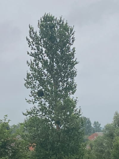 A tall, narrow tree with dense green foliage dominates the center of the frame, its top reaching towards a hazy, overcast sky. The tree has a large, dark, spherical object nestled within its branches on the left side, approximately one-third of the way up from the bottom. In the background, a red-tiled roof of a building is visible through a dense canopy of green trees. The overall environment appears to be a natural setting, possibly a park or residential area, within the city of Cherliany, Ukraine.