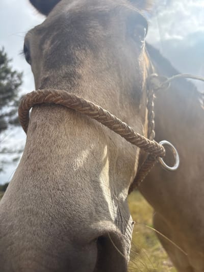 A close-up, low-angle photographic shot depicts the head of a light brown or dun horse, specifically focusing on its muzzle and forehead. A braided, light-colored rope halter is visible across the horse's muzzle, secured with a circular metal ring positioned on the right side of the frame. The horse's left eye is partially visible in the upper right, exhibiting a distinct lens flare from bright natural sunlight which dominates the upper right quadrant of the image against a hazy sky. The background is out of focus, showing a blurred green-yellow field to the right and a darker, possibly tree-lined, area on the far left. The scene is outdoors in Ciudad de la Costa, Uruguay.