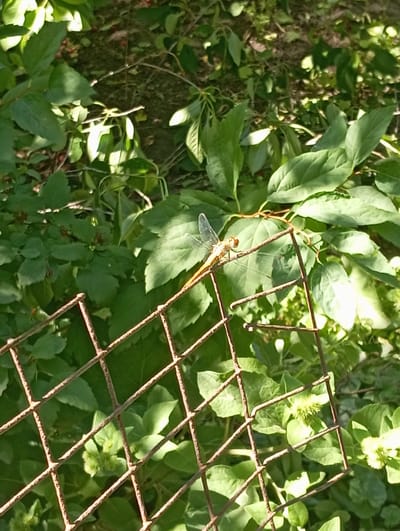A close-up, eye-level shot captures a dragonfly perched on a rusted wire fence in Keleberdivka, Ukraine. The dragonfly, an amber-colored insect with transparent wings, is positioned on a horizontal wire of the fence, its body angled towards the left of the frame. Its compound eyes are visible and appear reddish. The background is filled with lush green foliage, illuminated by dappled sunlight, suggesting an outdoor, natural setting. The fence itself is a diamond-patterned mesh, showing signs of age and rust, with some wires bent or detached. The overall scene is one of nature in an urban or semi-urban environment, with the dragonfly serving as the focal point against the verdant backdrop.
