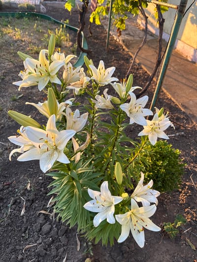 In Protopopivka, Ukraine, a close-up shot captures a cluster of white lilies blooming in a garden. The lilies, with their prominent stamens and delicate petals, are illuminated by the warm glow of the setting sun. The background features a weathered metal fence post, a green plastic garden edging, and dry soil with scattered dead leaves, indicating a garden setting. A few green leaves from a nearby bush are visible on the right side of the frame. The overall scene is peaceful and serene.