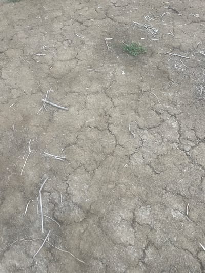 The image shows a patch of dry, cracked earth with scattered small twigs and a small clump of green vegetation. The ground is predominantly greyish-brown and exhibits a network of fissures indicating a lack of moisture. There are no people or animals visible in the image, nor are there any structures or signs of human activity beyond the sparse debris. The scene appears to be an outdoor environment in a dry climate, possibly a natural area or a neglected urban space. The location is specified as Успенка, Kazakhstan.