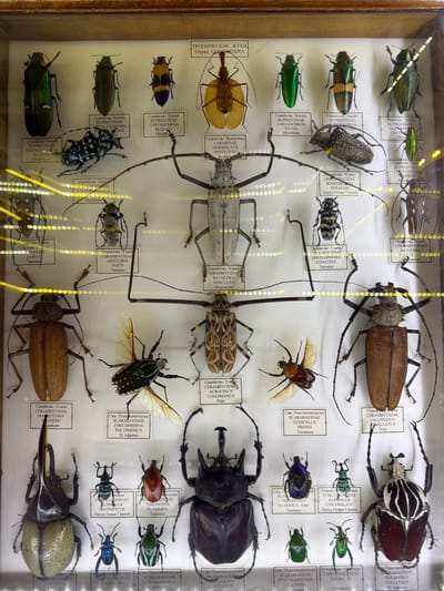 The image displays a collection of preserved insects, primarily beetles, meticulously arranged within a wooden display case. The insects are mounted on a white background, and each specimen is accompanied by a small label written in Russian. The labels provide scientific classification and origin information for the insects. The overall presentation suggests an entomological exhibit. The scene is indoors, likely a museum or a private collection. No people or animals are visible in the image. The lighting appears to be artificial, causing some glare on the glass covering the display. There is no visible connection to Akatovo, Russia, or any specific city.
