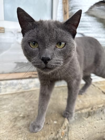 A close-up, low-angle shot captures a grey cat with green eyes standing on a concrete surface in what appears to be an outdoor setting, possibly in Brodokalmak, Russia. The cat is looking directly at the camera with its ears perked up and whiskers spread wide. Its fur is short and appears to be a solid grey color. The concrete surface beneath the cat is textured and shows signs of weathering. In the background, out-of-focus elements suggest a building or wall with some wooden structures. The lighting is bright, indicating it is daytime.