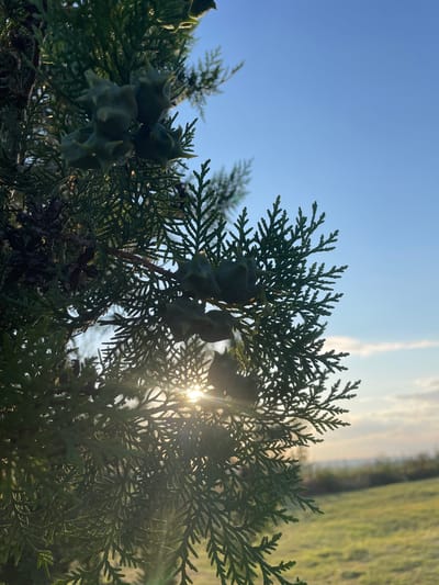 A close-up, low-angle shot captures a branch of a conifer tree, likely a cypress or cedar, laden with green, spiky seed cones, against a bright blue sky. The sun, low in the sky, shines through the needles, creating a lens flare and highlighting the delicate foliage. The background shows a blurred green field and a distant horizon. The image is a close-up of a tree branch with seed cones, against a bright blue sky with the sun shining through the leaves. The location is Cîșlița-Prut, Moldova.