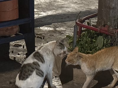 Two domestic cats are in close proximity on a paved surface in an urban environment. The cat on the left is primarily white with distinct grey patches. The cat on the right is ginger-colored. Their heads are lowered and oriented towards each other, suggesting an interaction such as sniffing or greeting. The background includes a tree trunk, red metal piping, green foliage, and parts of a dark structure. The ground surface appears to be concrete or asphalt with some debris. The lighting suggests it may be evening or nighttime. This scene is located in Berrechid, Morocco.