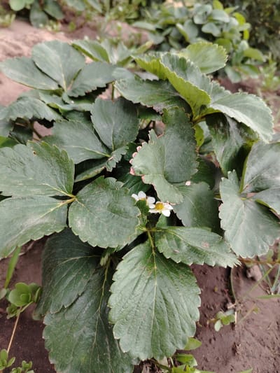 A close-up, eye-level shot focuses on a cluster of strawberry plants with lush, green, serrated leaves. Two small, white strawberry flowers with yellow centers are visible among the foliage, suggesting the plant is in bloom and preparing to fruit. The plants are growing in dark, earthy soil, with some smaller, lighter green succulent-like plants creeping in from the lower left and right edges of the frame. The background is softly blurred, showing more greenery and hints of the ground, creating a shallow depth of field that emphasizes the strawberry plants. The lighting appears to be natural daylight, and the overall impression is one of growth and the beginning of a harvest season. The location is identified as Zhernov Village District, Kazakhstan. There is no visible text in the image.