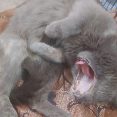 A close-up, overhead shot shows a gray cat lying on its back on a patterned brown fabric surface. The cat is in the process of yawning, with its mouth wide open, revealing its pink tongue and teeth. Its eyes are closed, and its body is relaxed. The fabric has a floral or damask pattern in a lighter brown color. A striped blue and white fabric is visible in the background. The image is slightly blurry, and the lighting is dim. There are no people or any identifying features of the city of Andzhero-Sudzhensk, Russia visible in the image.