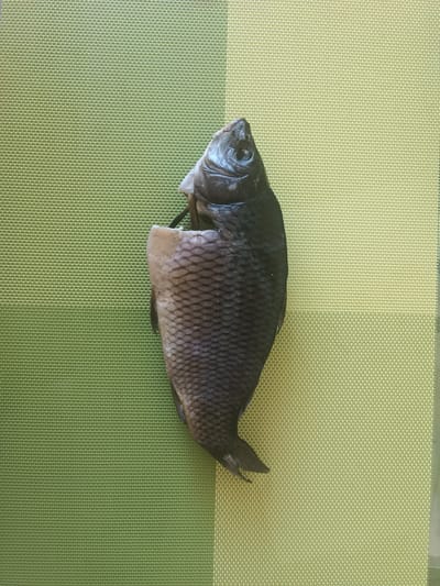 A whole, dried fish is positioned vertically in the center of the frame, lying on a placemat divided into two sections. The left half of the placemat is a vibrant green, while the right half is a lighter, yellowish-green. The fish appears to be intact, with scales clearly visible, and its head is facing upwards. A small, dark object, possibly a string or thread, is visible near the fish's mouth. The overall scene suggests a food preparation or presentation context. There is no indication of the city of Skidzieĺ, Belarus, in the image.