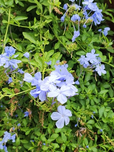A vibrant display of blue plumbago flowers dominates the scene, intermingling with lush green foliage. The delicate, five-petaled blossoms form clusters, their soft blue hues creating a calming visual effect. Leaves are scattered throughout, contributing to the natural, organic composition. The overall impression is a refreshing and cheerful representation of garden flora.