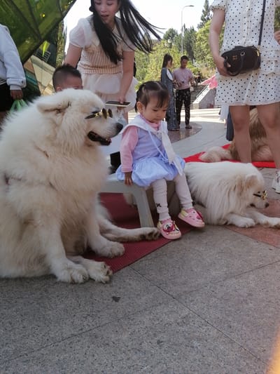 A group of people and two Samoyed dogs are gathered on a paved outdoor area in Da Lat, Vietnam. In the foreground, a young girl in a blue dress and white leggings sits on a small chair, looking down. Next to her, a large white Samoyed dog, wearing gold-rimmed sunglasses, sits patiently. To the right, another white Samoyed dog lies down, also wearing sunglasses. In the background, a woman in a white polka-dot dress stands with a black purse, and other individuals are visible in the distance. The environment appears to be an outdoor public space with trees and structures.