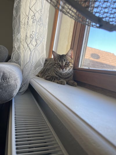 A tabby cat is perched between a white curtain and a white radiator under a window. The window reveals a view of the city of Mulhouse, France. A metal mesh screen is visible in the upper left corner of the frame. The cat is looking directly at the camera.