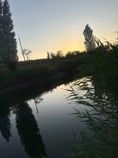 The image depicts a tranquil canal scene at dusk in Краснофлотское сельское поселение, Ukraine. The canal's dark, reflective water dominates the lower portion of the frame, mirroring the silhouette of a tall, slender tree on the left bank and a distant, bare tree on the grassy incline. The right bank is densely overgrown with tall, green reeds, their blades reaching out towards the water. Above the canal, the sky transitions from a pale blue at the top to a soft yellow glow near the horizon, where the sun has recently set or is about to rise. A utility pole with multiple wires stretches across the sky. The overall atmosphere is serene and natural, with no human presence or activity evident.