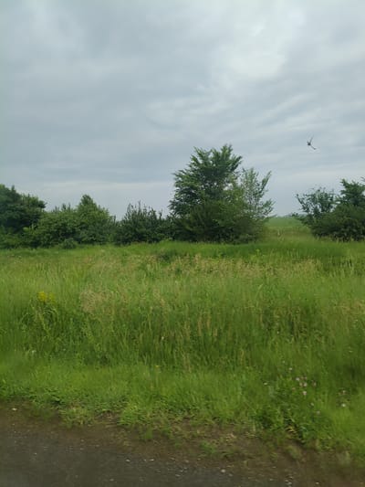 The image depicts a natural landscape with a cloudy sky. In the foreground, there is a dirt road or path bordered by lush green grass and reeds. The middle ground is filled with a field of tall green grass, with some scattered wildflowers, and a line of dense green trees forming a horizon. In the distance, rolling hills can be seen under the overcast sky. A bird is captured in flight in the upper right portion of the sky. The scene appears to be outdoors in a rural or semi-rural area.