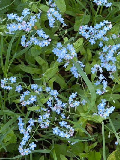 The image depicts a dense patch of light blue forget-me-not flowers interspersed with green foliage. The flowers are small and five-petaled, with yellow centers. The leaves are varying shades of green, some broad and rounded, others long and thin. Moisture droplets are visible on some of the leaves, suggesting recent rain or dew. The scene is a close-up shot, obscuring any potential background or contextual information. There is no indication of the location being Tarasovka, Russia, or any people.