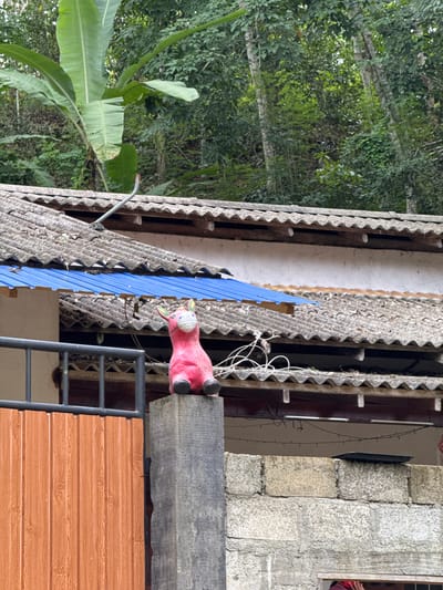 The image displays an upward-looking view of a building's roofline and surrounding vegetation in Thihagoda, Sri Lanka. The scene presents a blend of architectural elements and lush natural environment.
A central and prominent subject is a whimsical pink pig figure, possibly a statue or toy, with cartoonish features including white-rimmed eyes and green accents. It rests on a grey concrete beam or ledge towards the right side of the frame. Below the pig, a dark metal railing or ladder is partially visible, set against a brown panel with a distinct wooden pattern.
The roofing consists of multiple layers of corrugated material. Most sections are made of grey cement or asbestos sheets, but a striking bright blue corrugated metal sheet is positioned prominently among them. Tangled white wires, appearing to be decorative lights, hang from the roof structure near the pig. To the far right, a wall constructed from large, textured concrete blocks is visible, featuring a small, dark window frame where a hint of red or pink fabric can be seen inside.
On the left side of the image, large green leaves of a banana plant are clearly visible, extending towards the foreground. Beyond this, dense green foliage, characteristic of trees, fills the background. A curved metal pipe or conduit extends from the roof structure on the left.
The image is captured in natural daylight, suggesting it is daytime. No specific activities are taking place, and no people are explicitly visible, although the fabric in the window might indicate occupancy. There is no discernible text within the image. The overall setting evokes a sense of a tropical or semi-tropical residential area.