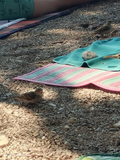 A close-up outdoor shot shows several small birds foraging on a gravelly ground. In the foreground, a sparrow is perched on the ground, facing the camera. Behind it, a teal-colored blanket is draped over a pink and green striped mat. A rock sits on the teal blanket. In the background, another sparrow is visible. A person's legs, clad in green shorts with a palm tree pattern, are visible in the upper left corner of the image, suggesting a relaxed outdoor setting, possibly a beach or park in the city of Krk, Croatia. The lighting indicates it is daytime, with sunlight casting shadows on the ground.
