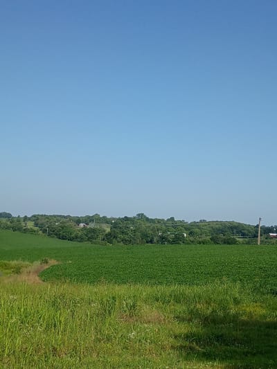 This media file captures a rural landscape with a clear blue sky and a vast green field. The field appears to be a crop, possibly corn, with rows of uniformly green plants stretching towards a wooded hill in the background. The hill is densely covered with trees, suggesting a natural, undeveloped area. Scattered amongst the trees, some buildings and power lines are faintly visible, indicating the presence of a small community or farmsteads.
The lighting suggests it is daytime, likely late morning or early afternoon, given the bright, clear sky and the way the sun illuminates the landscape. There is no discernible activity taking place; it's a still shot of the environment. The overall mood is peaceful and serene, conveying the tranquility of a rural setting.
On the right side of the frame, the field transitions to taller, wilder grass, with some sparse white flowers. A dirt path runs alongside this area, leading into the frame from the bottom. The image is oriented vertically, with the sky occupying the left two-thirds and the landscape the right third. There is no visible text in the image.