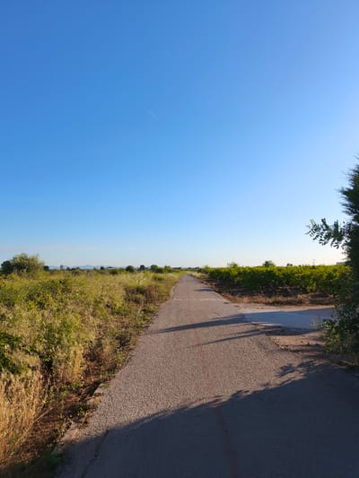 A straight, paved road extends into the distance under a clear, bright blue sky. On the left of the road, there is dense, tall grass and shrubs. On the right, a line of low-lying, green vegetation, possibly crops, is visible. Part of a tree or shrub is in the bottom right corner. The road appears to have some minor surface damage, including some linear marks. The image was likely taken outdoors in daylight in Alcàsser, Spain.