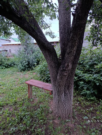 A rustic wooden bench with a reddish-brown seat and orange legs sits on a patch of ground covered in sparse green grass and weeds, next to the thick, textured trunk of a mature tree. The tree's branches, adorned with green leaves, extend across the frame. In the background, a low, light-colored brick wall with a tiled roof is visible, beyond which are more dense green bushes and foliage. The overall setting appears to be a residential backyard or garden in Kyzyl-Suu, Kyrgyzstan, under an overcast sky. There are no people present in the image.