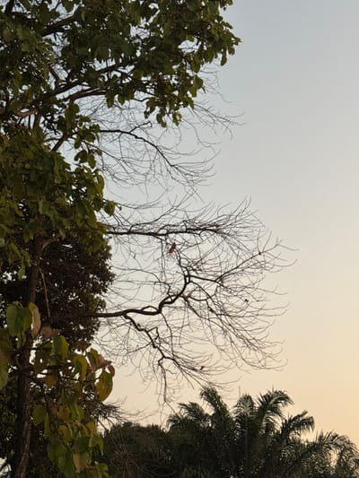 The image presents an outdoor scene in Ban Huai Sai, Thailand, dominated by natural elements under a clear sky. The upper left and mid-left portions of the frame are occupied by a large tree featuring a dark trunk and abundant green leaves, some showing a yellowish tint. Extending from the left tree into the mid-right is a network of slender, bare, dark tree branches against the sky. A small, dark, elongated object, consistent with a dried leaf or small fruit, is visible hanging from one of these bare branches near the center. In the bottom right quadrant, the dark green fronds of several palm trees are visible. The sky transitions from a light blue-grey at the top to a pale yellowish-orange towards the bottom right, suggesting either dawn or dusk lighting conditions. No individuals or specific actions are depicted.
