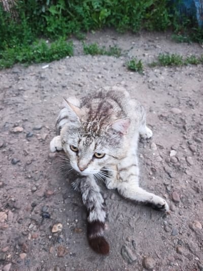 A tabby cat with grey and brown stripes is lying on a dirt path in Совхоз "Коммунар", Russia. The cat is looking forward with yellow eyes and its tail is curled up. The path is made of gravel and dirt, and there is green grass in the background. The lighting suggests it is daytime.