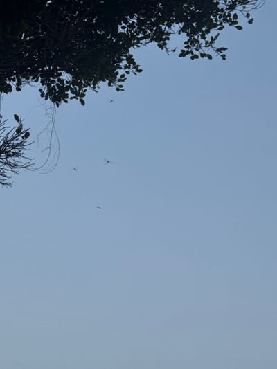 The image captures a clear, light blue sky over Sơn Trà Ward, Vietnam. A dense canopy of dark green foliage and tree branches extends across the top and partially down the left side of the frame, silhouetted against the sky. Several thin, trailing vines or bare branches are visible hanging from the main tree mass on the left. Five individual flying insects, consistent with the morphology of dragonflies, are observed in mid-flight within the open sky portion of the frame. One dragonfly is positioned in the upper right quadrant, another slightly below and to its left, a third further down and left, a fourth near the center-left, and a fifth closer to the lower left within the open sky area. No other subjects or objects are present, and no human activity is depicted.