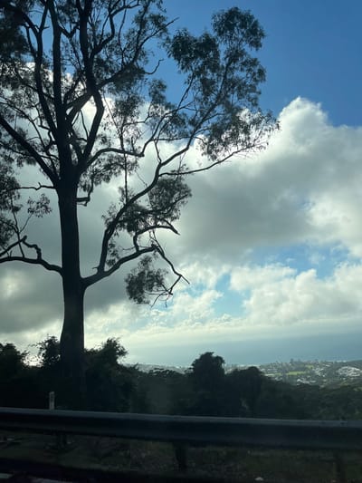 An outdoor scene captures a panoramic view over the city of Wollongong, New South Wales, Australia, from an elevated vantage point within the Wollongong City Council area. In the immediate foreground, a dark, metallic guardrail runs horizontally across the bottom of the frame. To the left, a large, back-lit tree, consistent with a Eucalyptus species, dominates the vertical axis, its dark silhouette featuring a thick trunk and numerous branching limbs with sparse foliage extending upwards and to the right. A small, light-colored marker post is partially visible behind the guardrail to the left of the tree. Below the tree and extending into the mid-ground, dense, dark green bushland covers the hillside. In the distance, the urban landscape of Wollongong is visible, comprising residential and commercial structures interspersed with green parklands, extending towards the ocean. The horizon features the Pacific Ocean under a sky characterized by scattered white and grey cumulus clouds against patches of clear blue sky. No individuals, animals, or discernible actions are present.