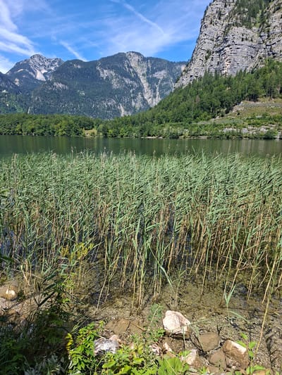 The image depicts a serene natural landscape with a body of water in the foreground, bordered by tall reeds. Beyond the reeds, a dense green forest covers the foothills of imposing, rocky mountains. The sky above is a clear blue, with wispy white clouds. The scene is likely located in or near Obertraun, Austria, given the characteristic alpine scenery. There are no people or animals visible in the image, and the environment appears peaceful and undisturbed. The water is clear, revealing a gravelly bottom in the shallows.
