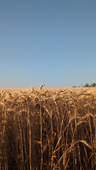 This is a vertical, close-up, eye-level shot of a wheat field under a clear blue sky. The foreground is dominated by stalks of golden wheat, some of which are leaning. The field extends into the distance, where it meets a faint treeline on the horizon. The scene is likely in Berezanka, Ukraine, a region known for its agricultural land. The lighting suggests it is either early morning or late afternoon, with the sun casting a warm glow on the wheat. There are no people or animals visible in the image.