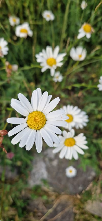 This is a close-up, eye-level, outdoor shot of several white daisies with yellow centers scattered amongst green foliage. The focus is on a large daisy in the foreground, its white petals fanning outwards from the textured yellow center. Other daisies, some in focus and some blurred, are visible in the background, creating a layered effect. The lighting suggests it might be daytime, possibly morning or late afternoon, given the soft illumination. The overall scene evokes a sense of natural beauty and tranquility. The daisies are growing in what appears to be a garden or a grassy area, with a hint of a stony path or ground on the right side of the image. There are no people or text visible in the image. The context provided indicates the location is Sigtuna, Sweden, suggesting a potentially temperate climate during the season when these flowers bloom.