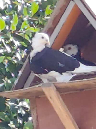Two pigeons are visible in this image, one white and black, the other predominantly white with some dark markings. The pigeons are located on a wooden perch, within or near a wooden structure that appears to be a birdhouse or nesting box. The structure has angled wooden supports and is situated outdoors, with green foliage visible in the background. The lighting suggests it is daytime. The image quality is slightly blurred, but the overall scene depicts a natural outdoor environment. The provided location information about Arimjan, Kyrgyzstan, cannot be verified from the visual content of the image.